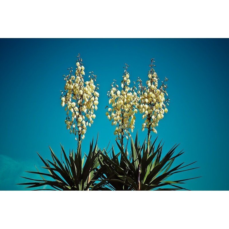 Yucca filamentosa - Palmlelie - Witte bloem