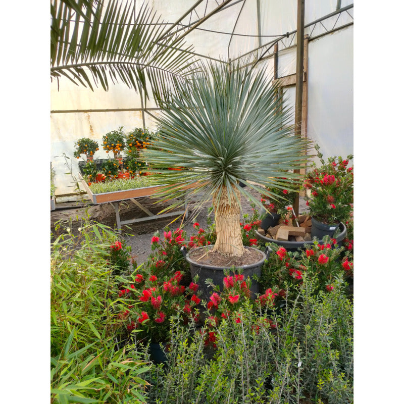 Yucca rostrata - Palmlelie