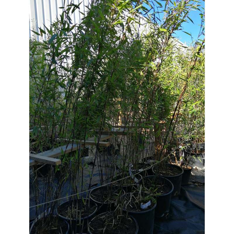 Fargesia nitida ‘Vulcano’ - Niet woekerende Bamboe