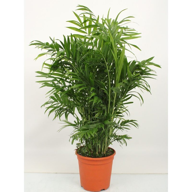 Chamaedorea elegans - Mexicaanse Bergpalm