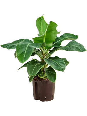 Bananenplant Musa dwarf cavendish XS kamerplant in antiq bronze bloempot Bananenplant Musa dwarf cavendish XS kamerplant in antiq bronze bloempot