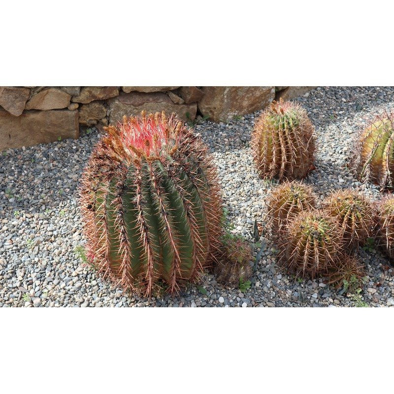 Ferocactus Steinesii