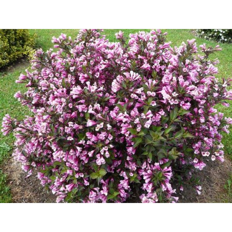 Weigela florida 'Purpurea'