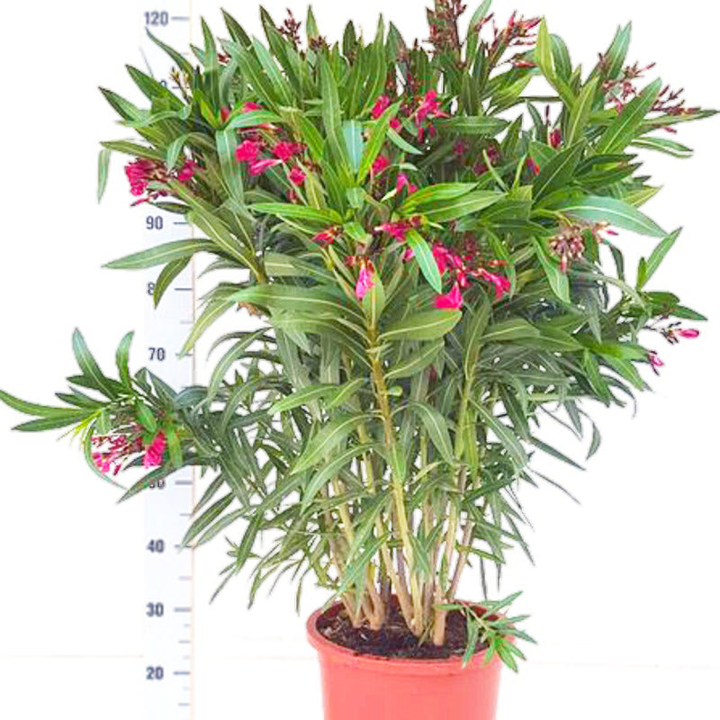 Nerium Oleander