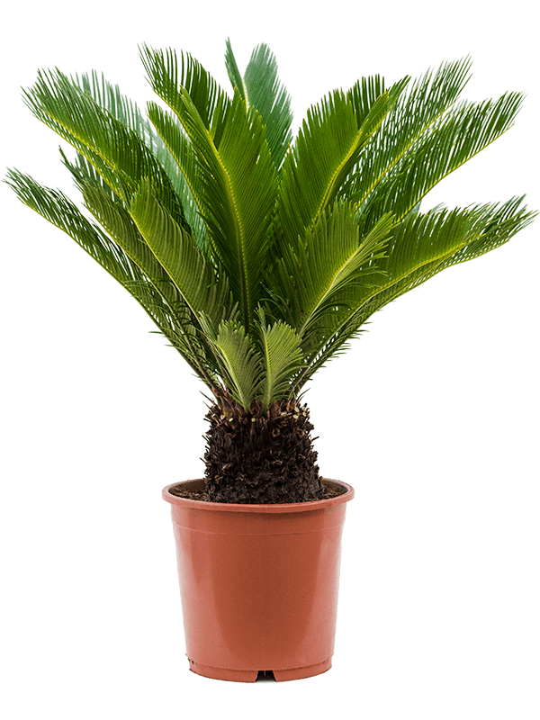 Cycas Revoluta