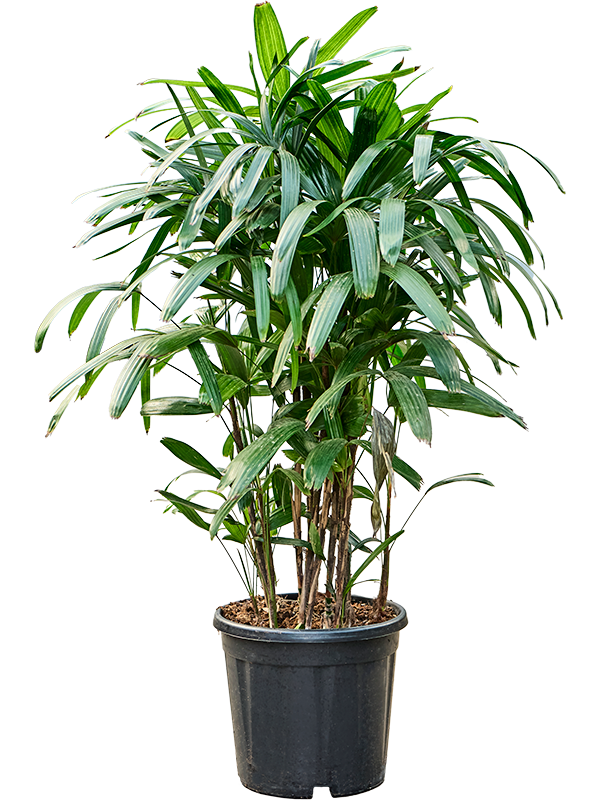 Rhapis excelsa - Bamboe Stokpalm