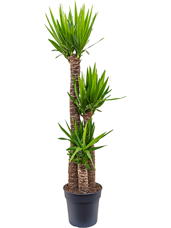 Yucca elephantipes 'Jewel' - Palmlelie