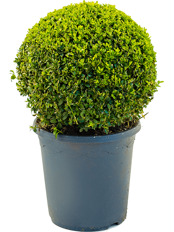 Buxus sempervirens - Buxushaag