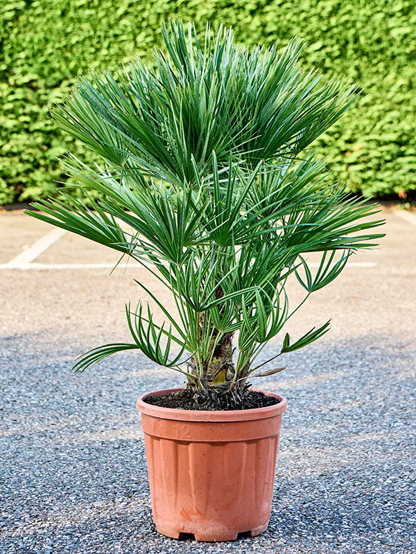 Chamaerops humilis - Europese palm