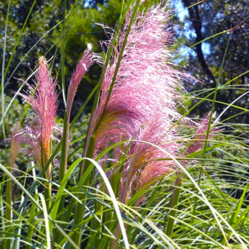 Cortaderia selloana 'Rosea' - Roze Pampasgras