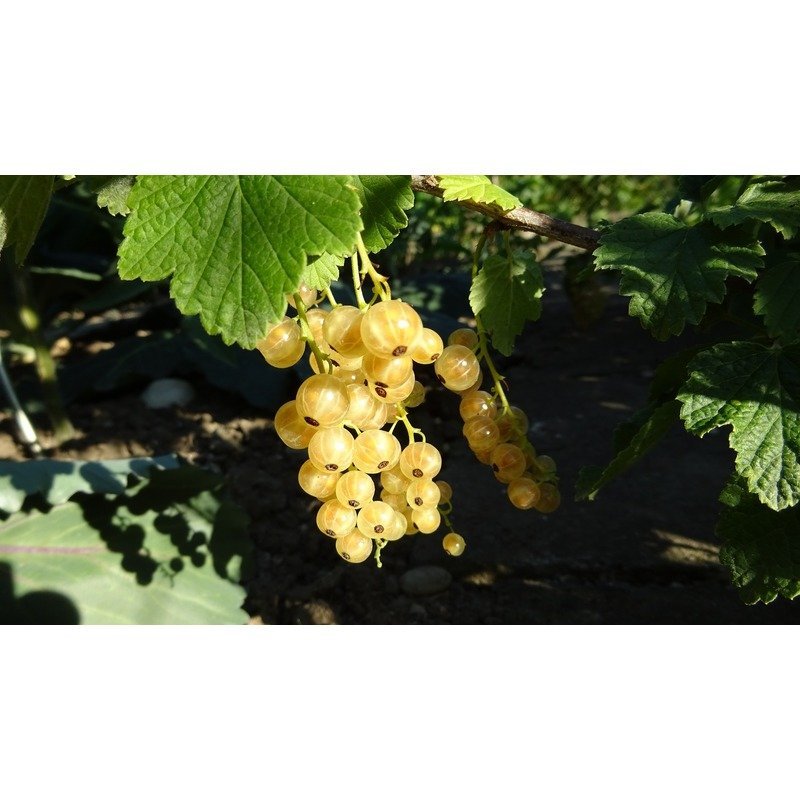 Ribes rubrum Witte Parel