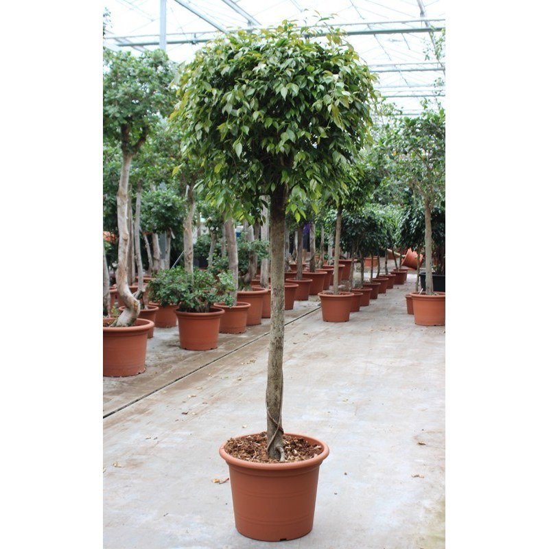 Ficus benjamina 'Foliole'