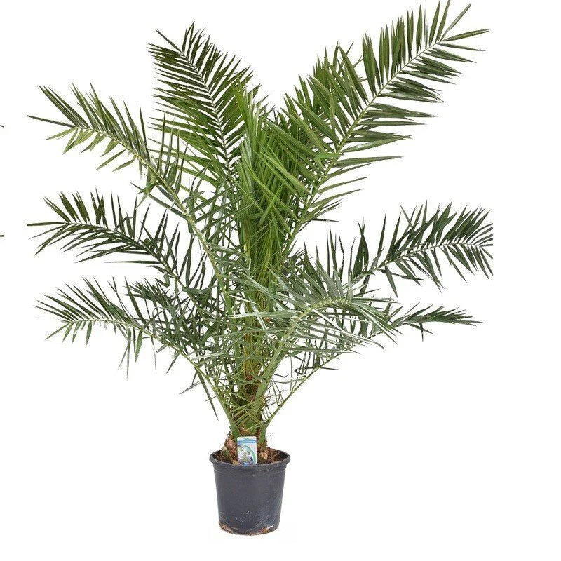 Canarische Dadelpalm (Phoenix Canariensis)