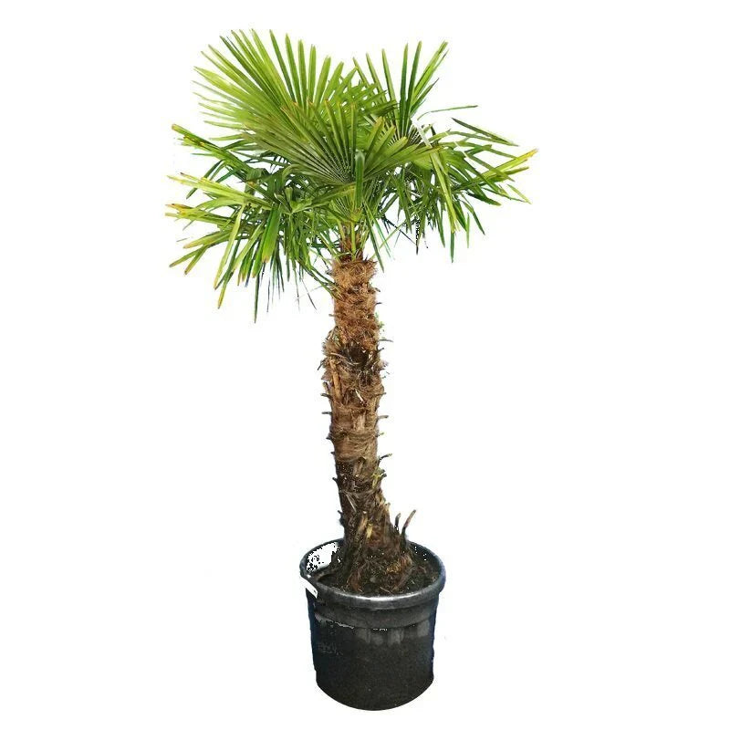 Trachycarpus Fortunei