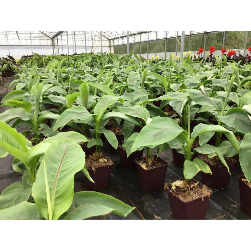 Musa 'Da Jiao' - Bak banaan - bakbananenplant
