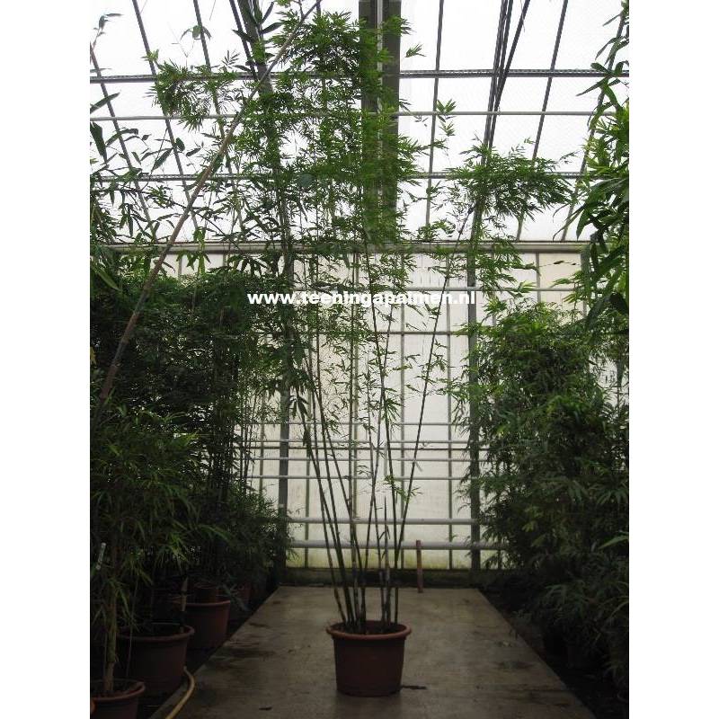 Bambusa chungii 'White Bamboo' - Bamboe