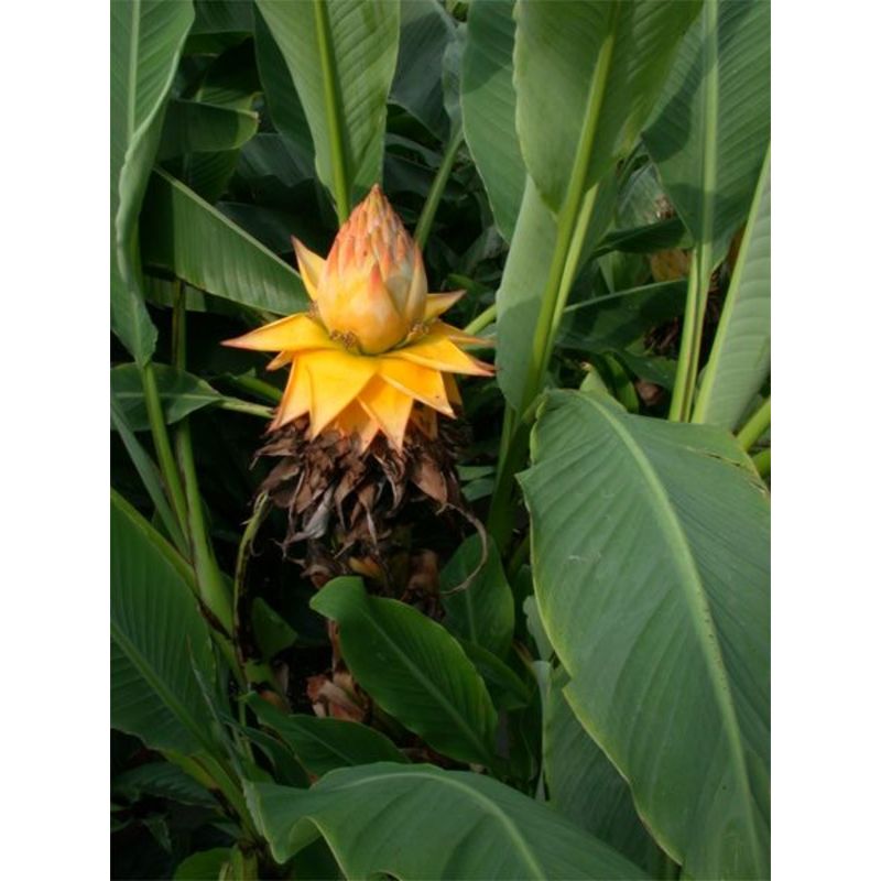 Musella lasiocarpa - Chinese Lotusbanaan