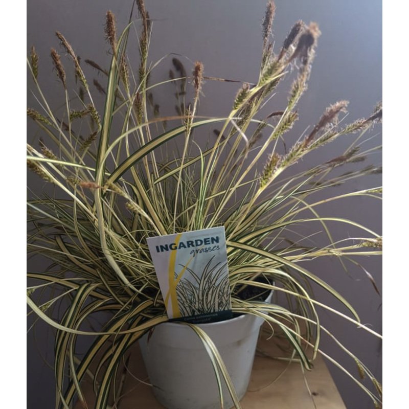 Japanse zegge - Carex oshimensis 'Evergold