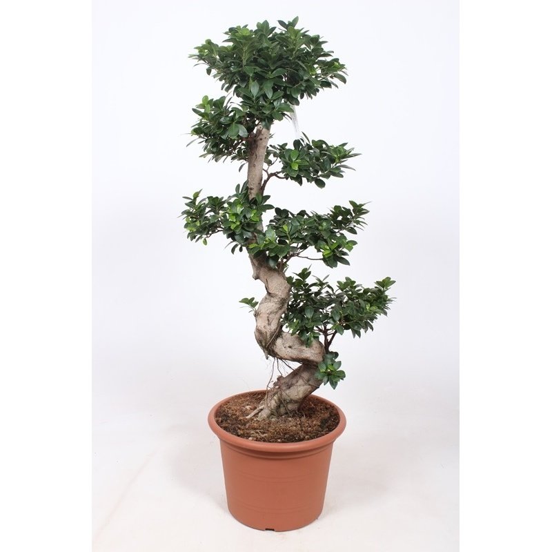Ficus microcarpa 'Ginseng' - Bonsai