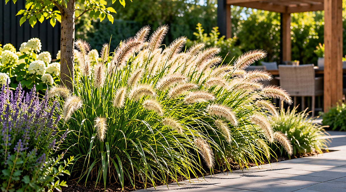 Lampenpoetsersgras Pennisetum alopecuroides Hameln in zonnige tuin