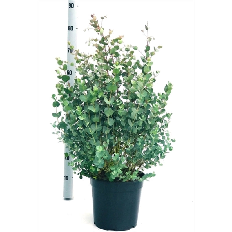 Eucalyptus Camaldulensis