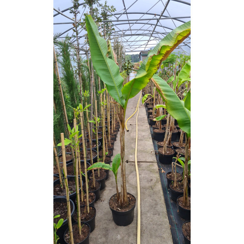Musa sikkimensis 'Red Tiger'