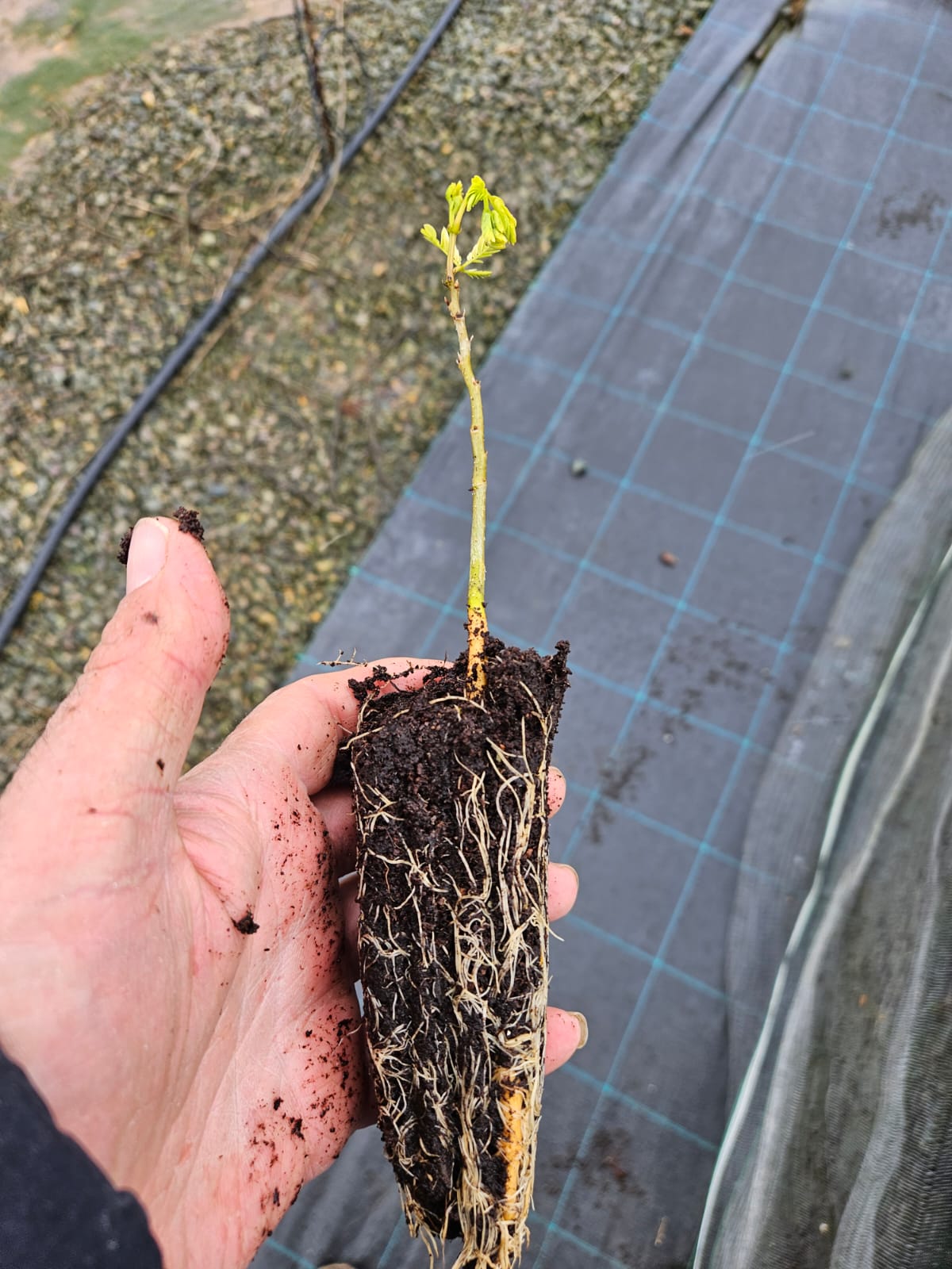 Albizia julibrissin - Perzische Slaapboom