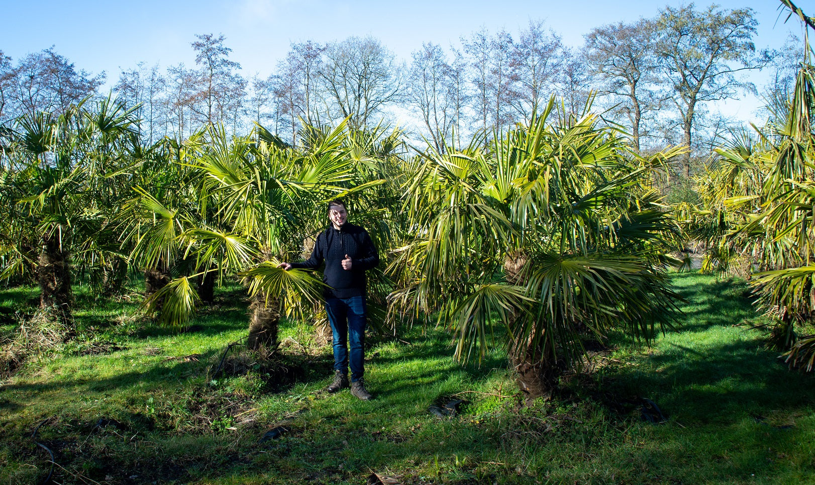 Trachycarpus fortunei 'Royal' - Koninklijke Waaierpalm