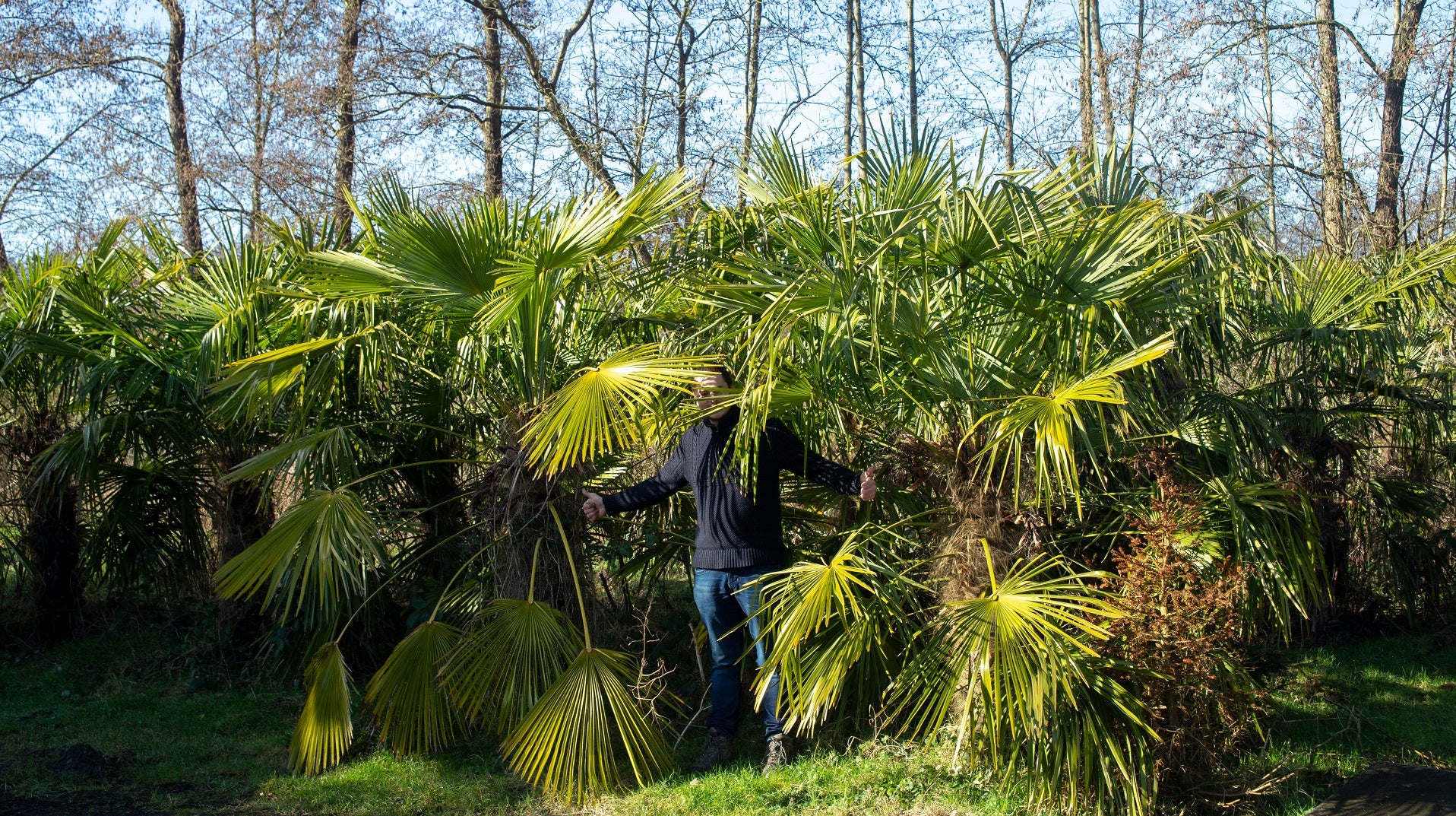 Trachycarpus fortunei 'Royal' - Koninklijke Waaierpalm