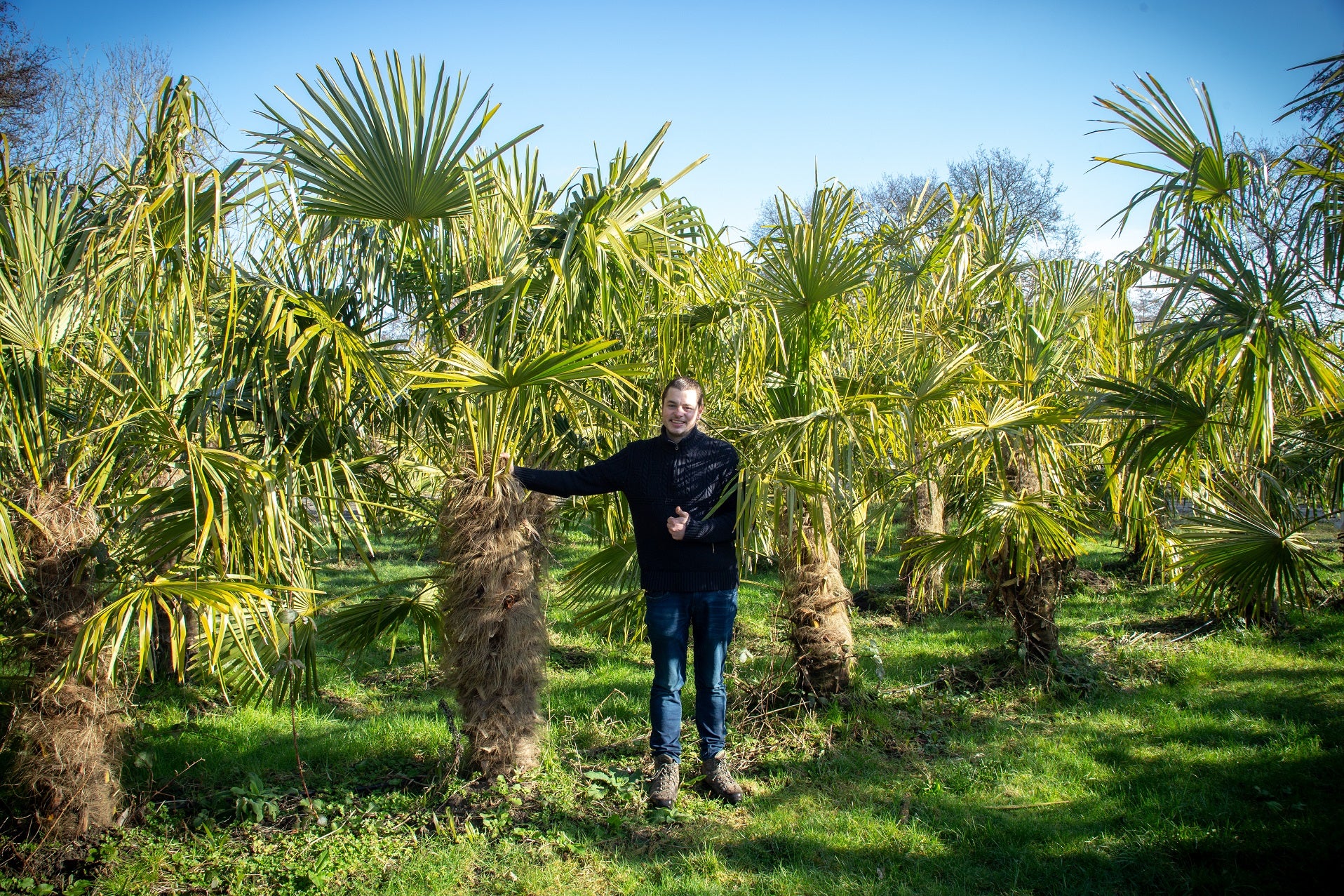 Trachycarpus fortunei 'Royal' - Koninklijke Waaierpalm