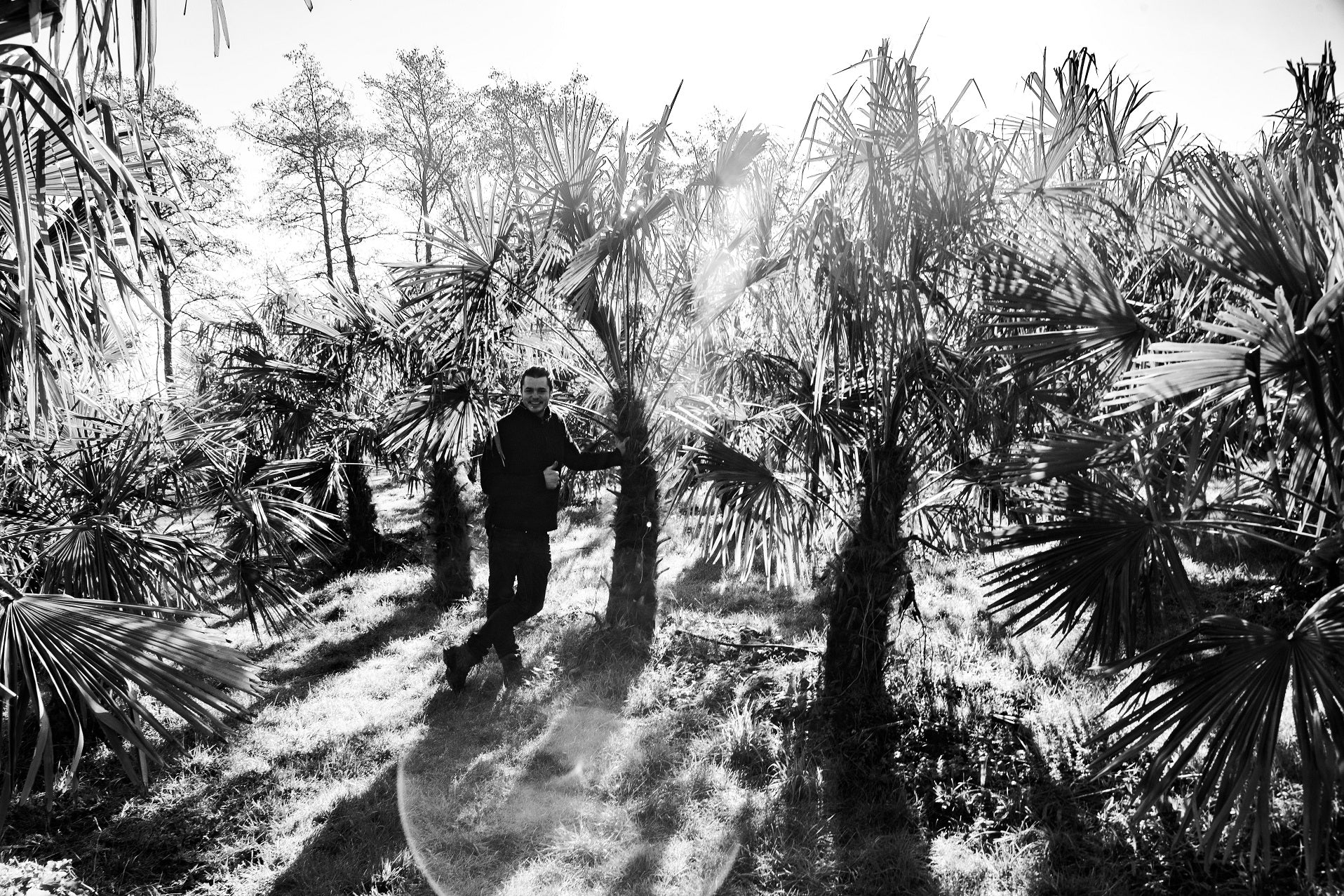 Trachycarpus fortunei 'Royal' - Koninklijke Waaierpalm