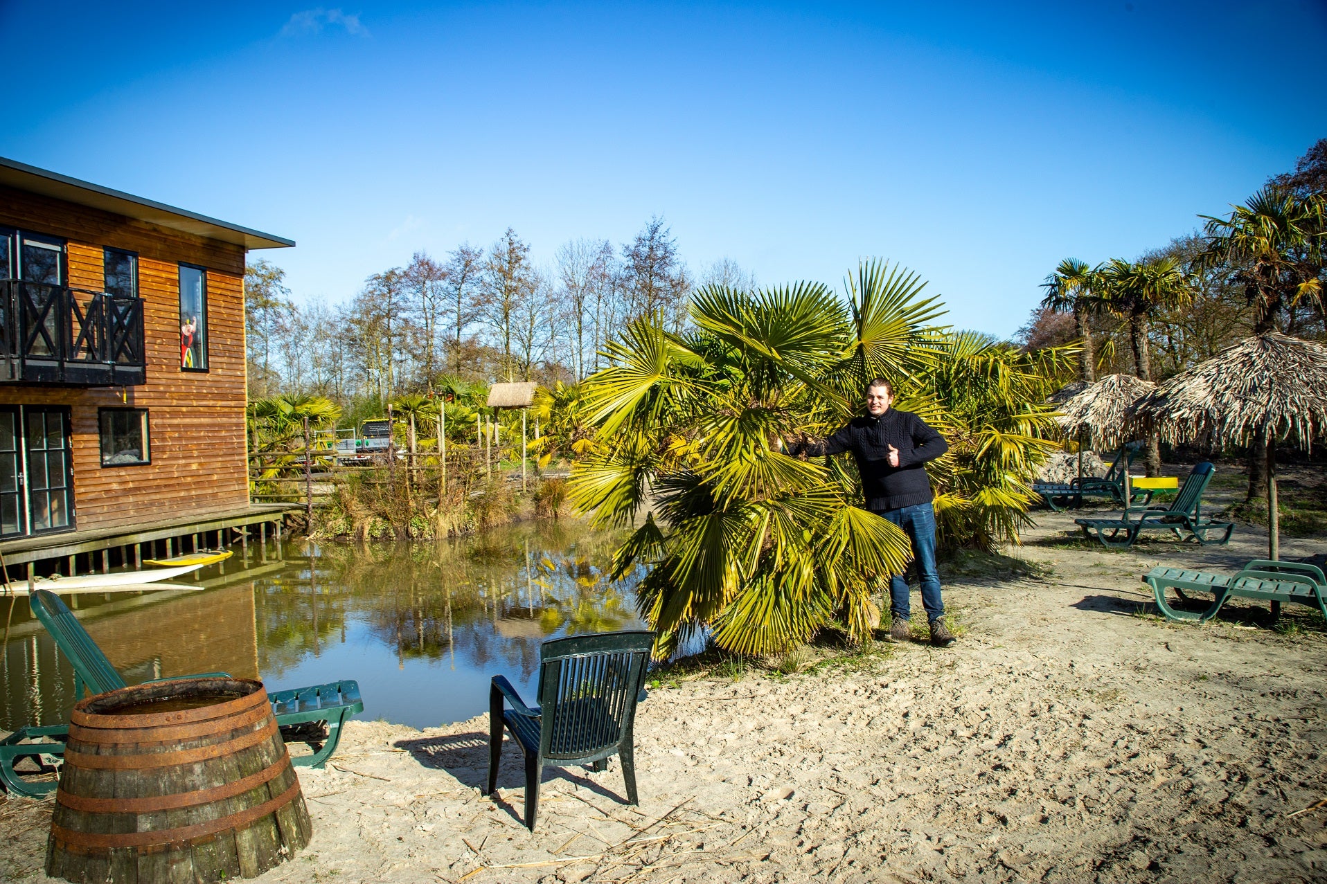 Trachycarpus fortunei 'Royal' - Koninklijke Waaierpalm