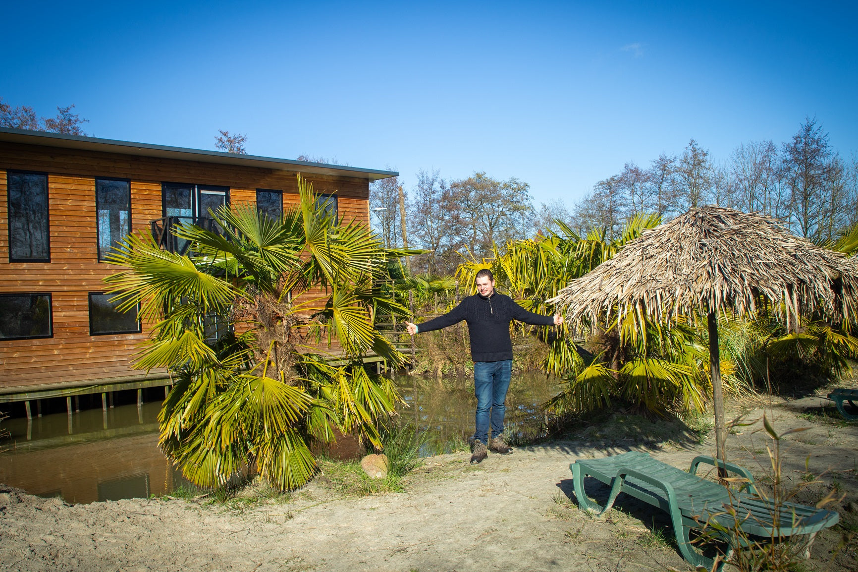 Trachycarpus fortunei 'Royal' - Koninklijke Waaierpalm