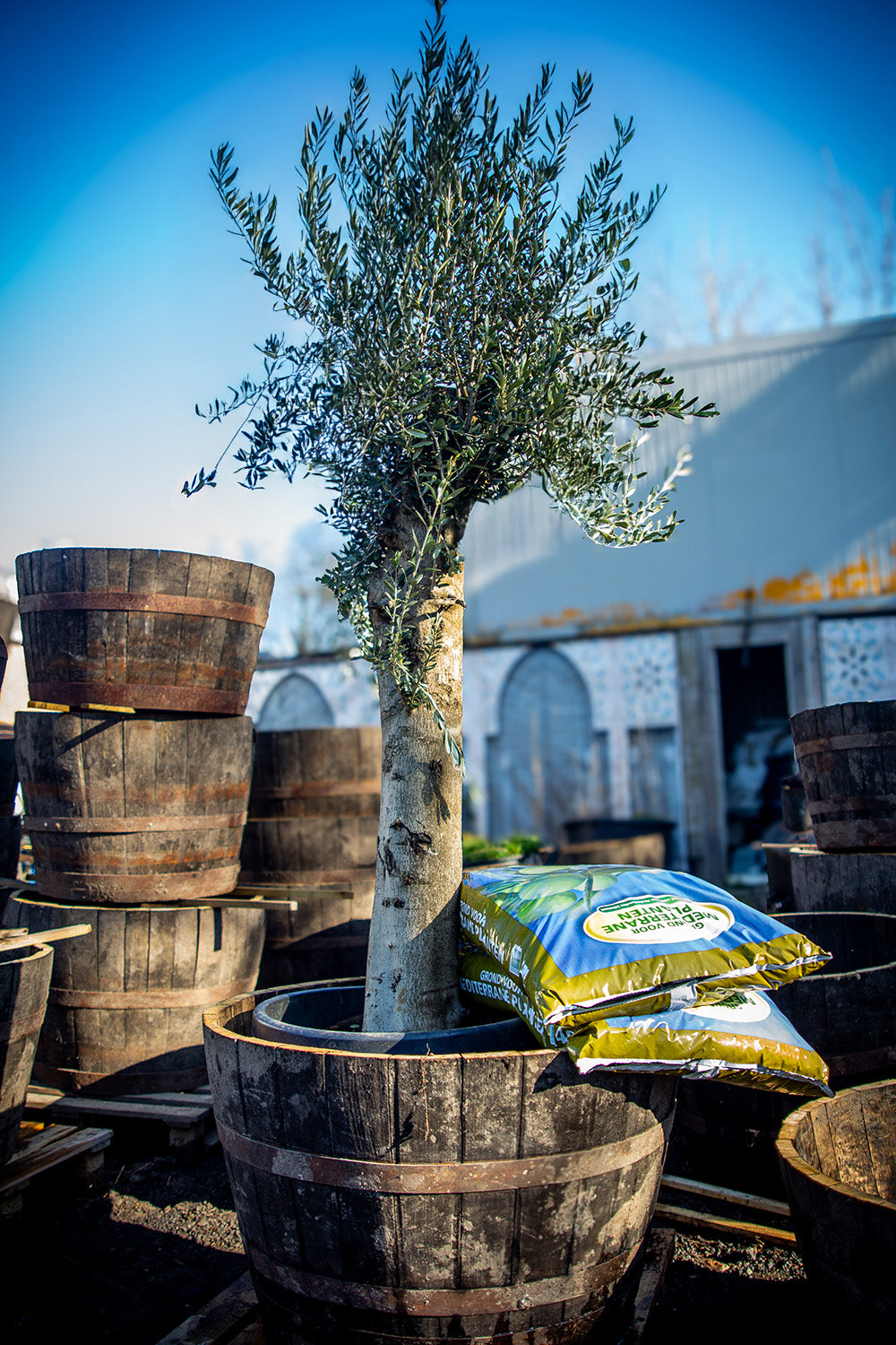 Olijfboom in Whiskeyvat Combideal