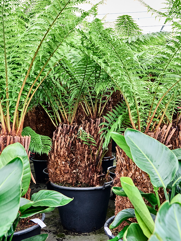 Dicksonia antarctica – Teeninga Palmen