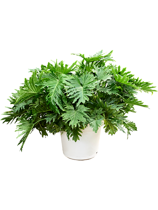 Philodendron selloum XXL  Teeninga Palmen