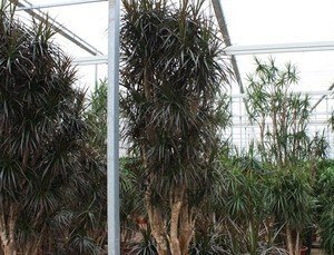 Dracaena Magenta Drakenbloedboom Teeninga Palmen