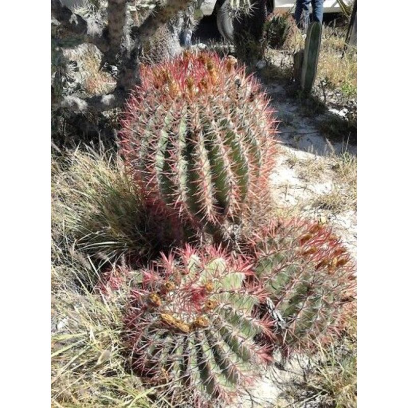 Ferocactus pilosus - Mexicaanse kalkcactus