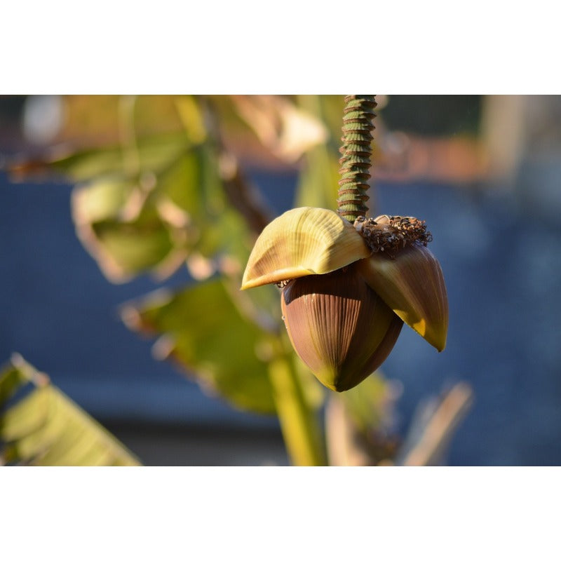 Bananenplant verzorging