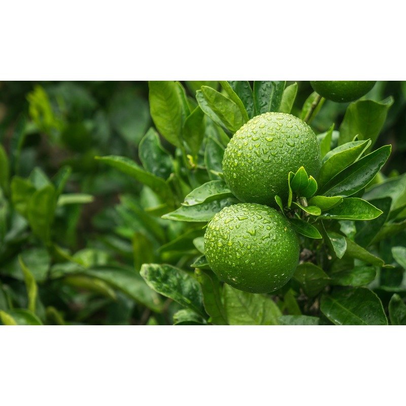 Citrus aurantifolia 'Lime Verde' - Limoenboom - Biologisch