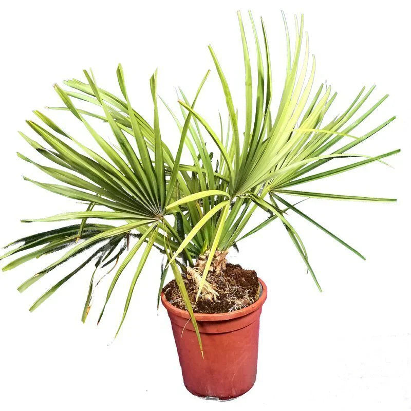 Sabal minor - Waaierpalm - Dwergpalmetto