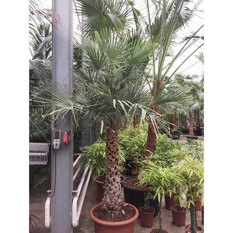 Copernicia globense - Waspalm