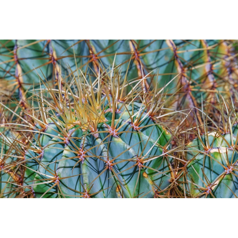 Ferocactus glaucescens