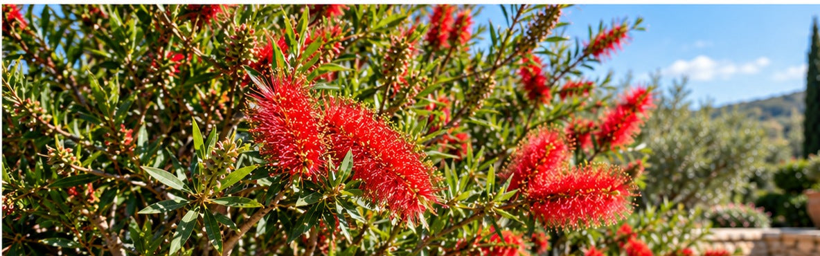 Rode bloeiende Callistemon citrinus lampenpoetser in de tuin