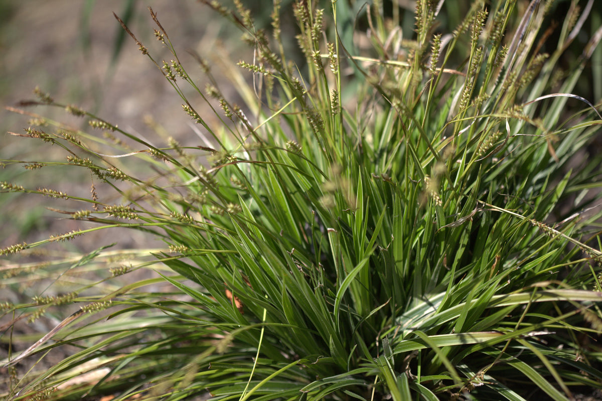 Carex morrowii Variegata botanische foto door Averater CC BY-SA 3.0
