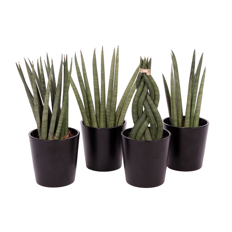 Sanseveria