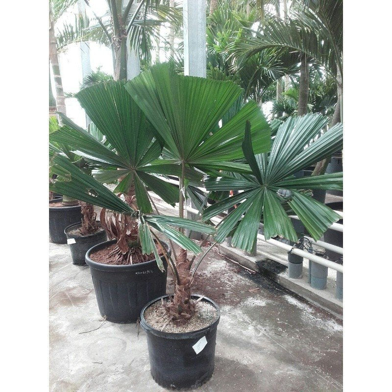 Licuala ramsayi - Australian Fan Palm