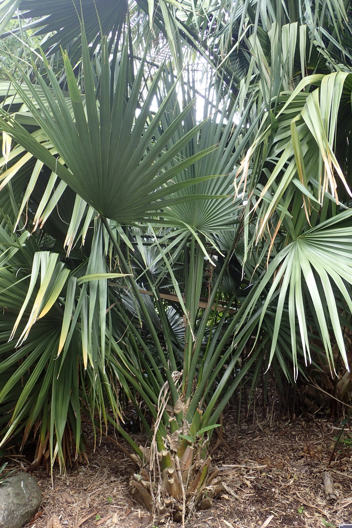 Sabal minor Dwergpalmetto als volwassen winterharde waaierpalm
