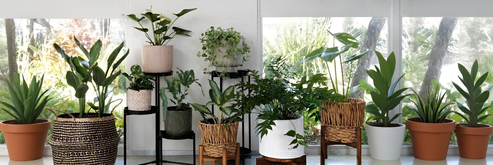 Kamerplanten