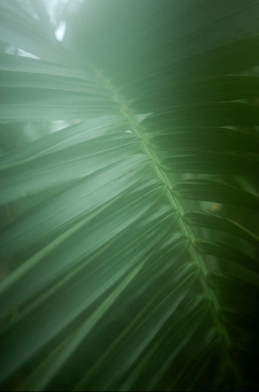 Overige Bomen